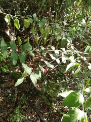 Crossopetalum