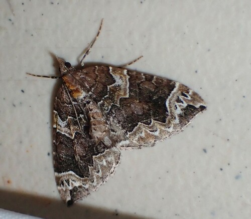 Northwestern Phoenix Moth photo 3