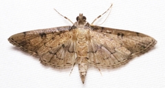 Nacoleia charesalis