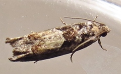 Pseudexentera spoliana