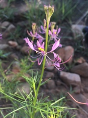Cleome maculata