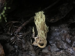 Ramaria apiculata