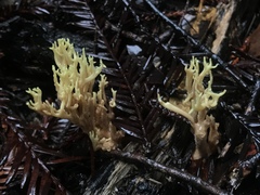 Ramaria apiculata