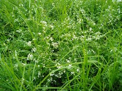 Galium palustre palustre