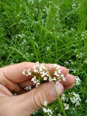 Galium palustre palustre