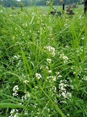 Galium palustre palustre