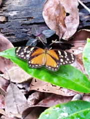 Eresia ithomioides alsina