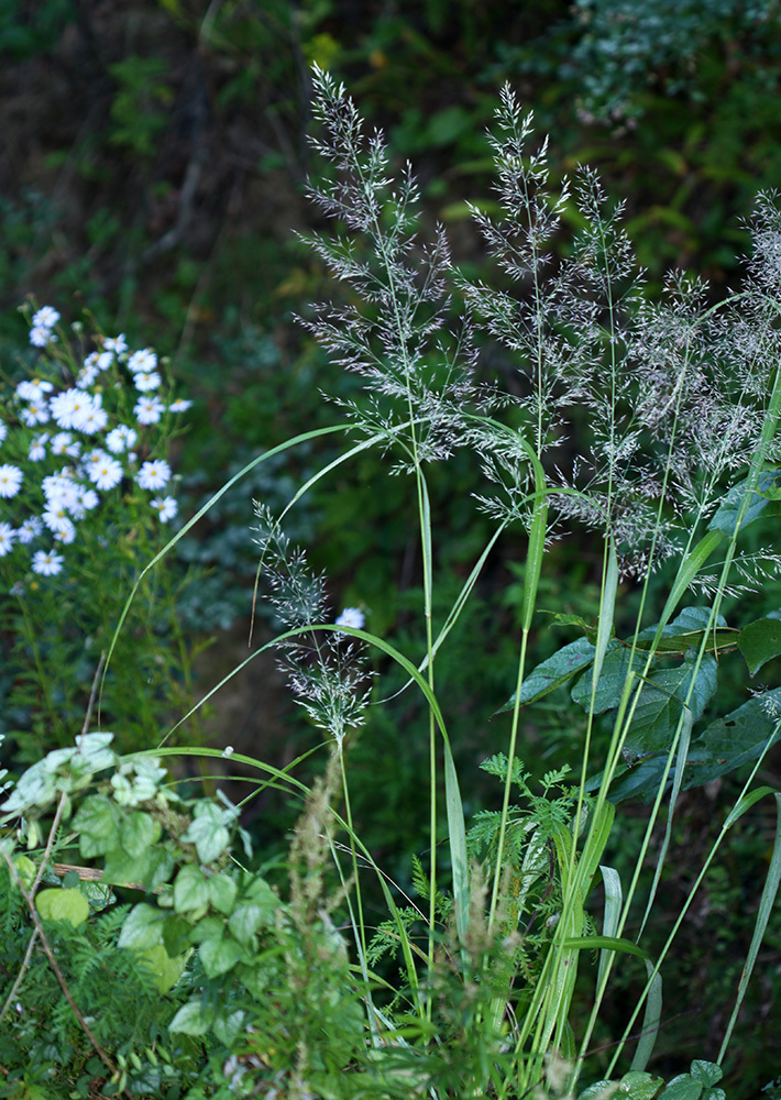 Calamagrostis brachytricha (Korean Feather Reed Grass)