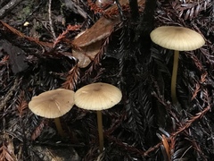 Entoloma formosum