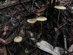 Entoloma formosum