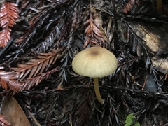 Entoloma formosum