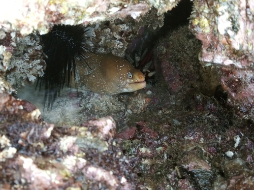 Palenose Moray