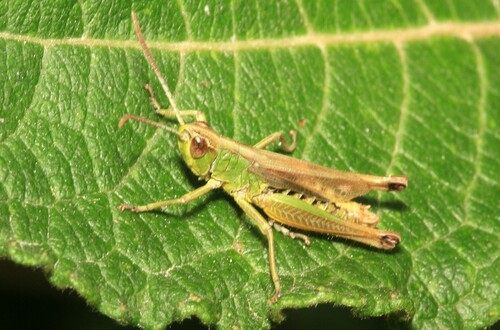 Meadow Grasshopper photo 5