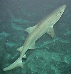Smalltooth Sand Tiger photo 5