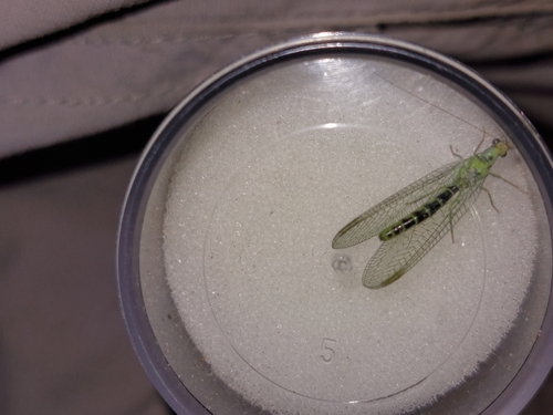 Chrysopa dorsalis