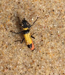 Chauliognathus imperialis