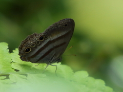 Cissia myncea