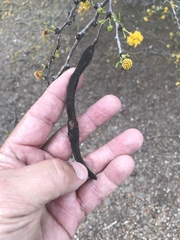 Vachellia schaffneri bravoensis