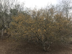 Vachellia schaffneri bravoensis