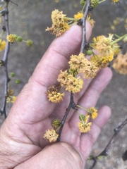 Vachellia schaffneri bravoensis