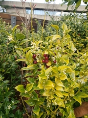 Sarcococca confusa