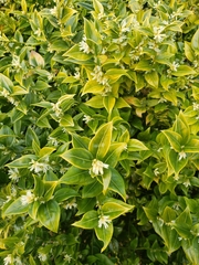 Sarcococca confusa