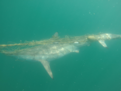 Carcharhinus brevipinna