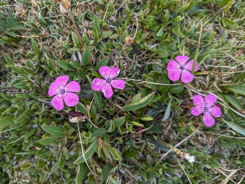 Image of Dianthus alpinus by (c) Elias, some rights reserved (CC BY)