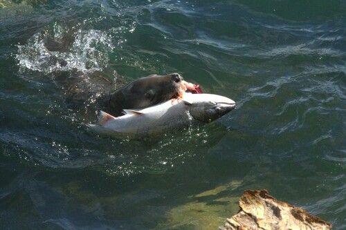 Chinook Salmon (Oncorhynchus tshawytscha), a species recorded in Washington