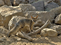 Blanford's Fox photo 1
