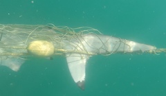 Carcharhinus brevipinna