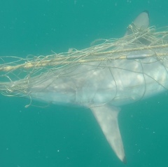 Carcharhinus brevipinna