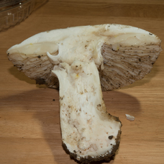 Amanita smithiana