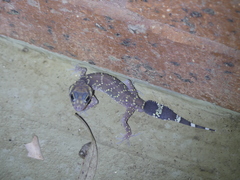 Underwoodisaurus milii