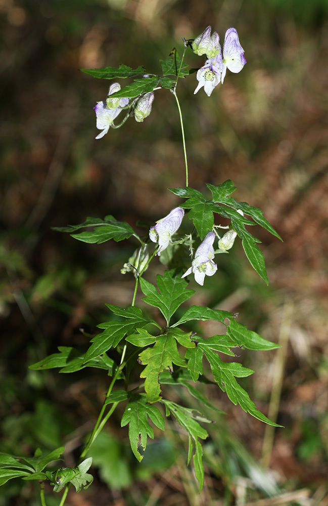 Aconitum stoloniferum