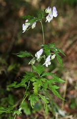 Aconitum stoloniferum