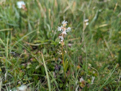 Image of Valeriana celtica by (c) Elias, some rights reserved (CC BY)