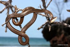 Psammophis orientalis