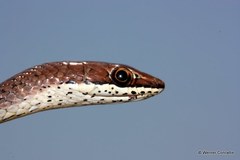Psammophis orientalis