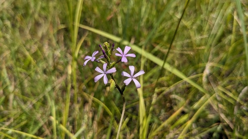 Buchnera floridana (Buchnera floridana)