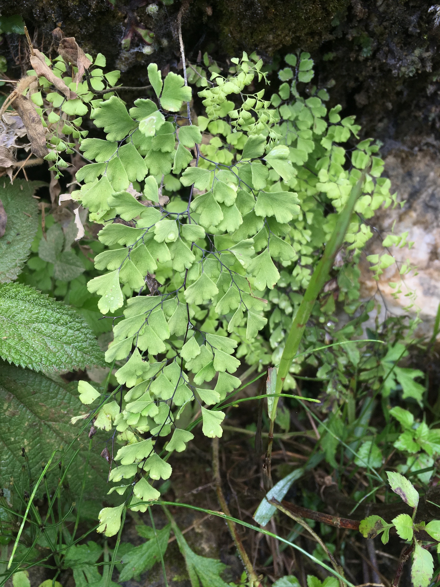 Adiantum capillus-veneris — ảnh 3