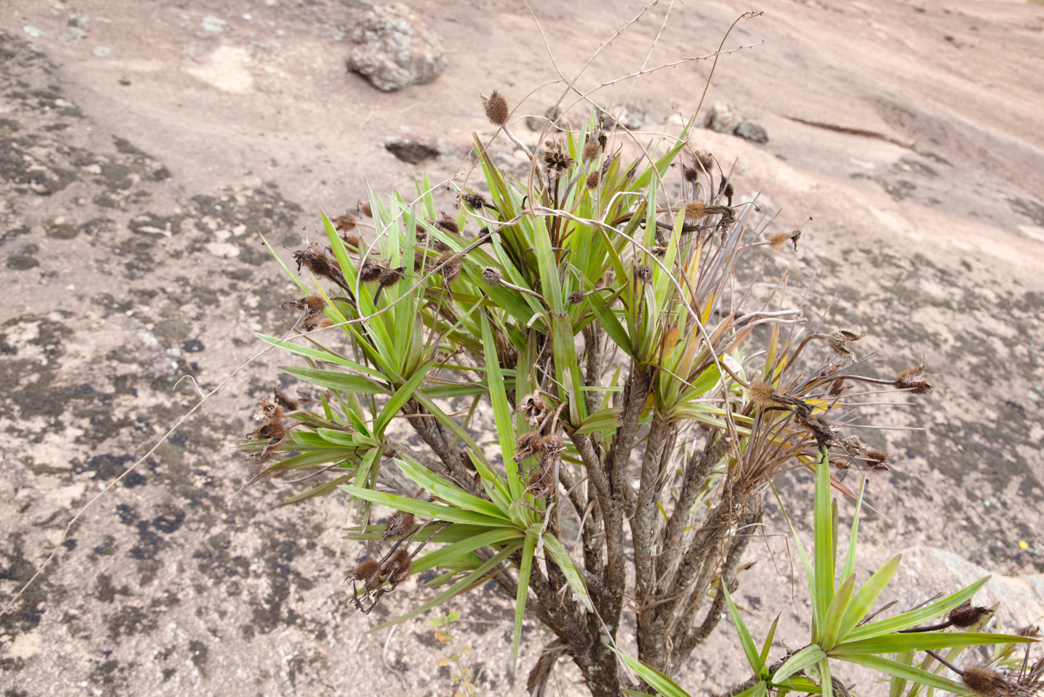 Vellozia dasypus