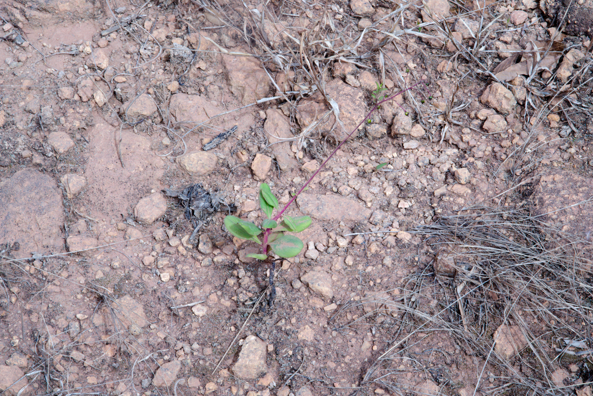 Talinum paniculatum