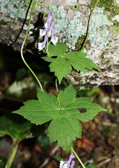 Aconitum alboviolaceum
