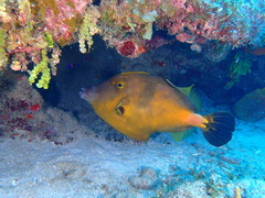 Whitespotted Filefish photo 5