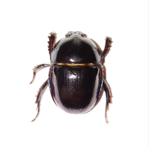 Florida Deep-digger Scarab