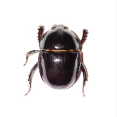 Peltotrupes profundus