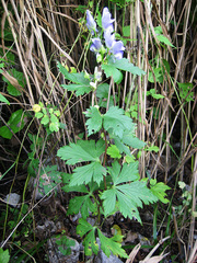 Aconitum axilliflorum