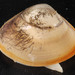 West Atlantic Surfclam - Photo (c) Smithsonian Environmental Research Center, some rights reserved (CC BY)