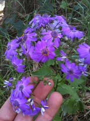 Pericallis × hybrida